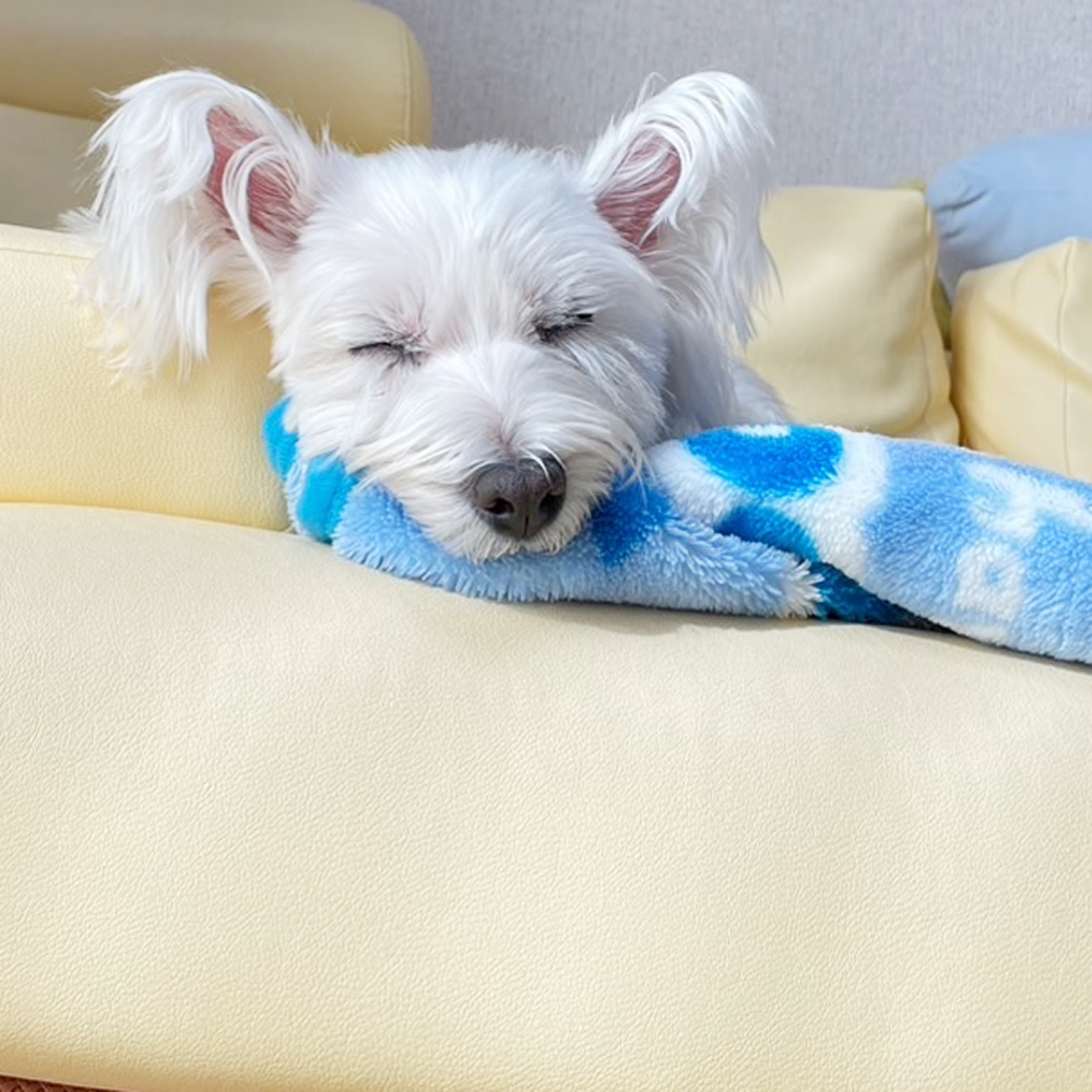 卒業犬ベラちゃんの近況♪